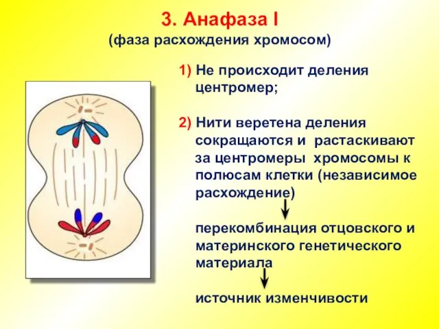 3. Анафаза I (фаза расхождения хромосом) 1) Не происходит деления