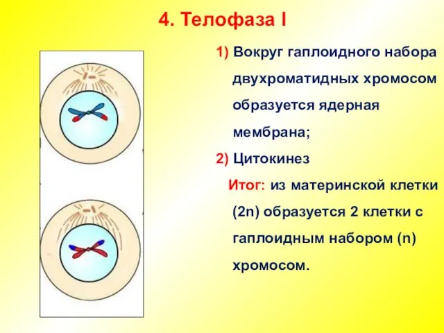 4. Телофаза I 1) Вокруг гаплоидного набора двухроматидных хромосом образуется