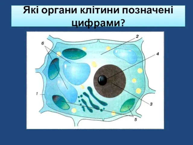 Які органи клітини позначені цифрами?