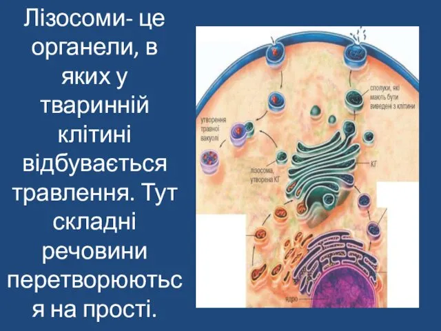 Лізосоми- це органели, в яких у тваринній клітині відбувається травлення. Тут складні речовини перетворюються на прості.