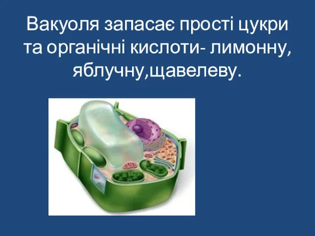 Вакуоля запасає прості цукри та органічні кислоти- лимонну,яблучну,щавелеву.