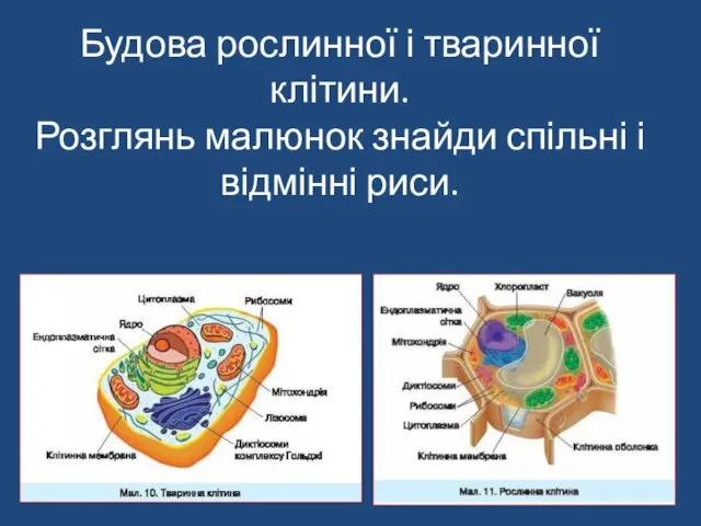 Будова рослинної і тваринної клітини. Розглянь малюнок знайди спільні і відмінні риси.