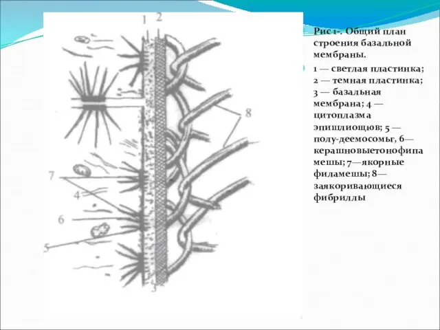 Рис 1-. Общий план строения базальной мембраны. 1 — светлая