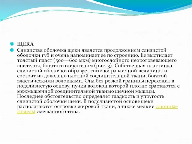 ЩЕКА Слизистая оболочка щеки является продолжением слизистой оболочки губ и