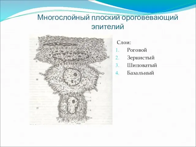 Многослойный плоский ороговевающий эпителий Слои: Роговой Зернистый Шиповатый Базальный