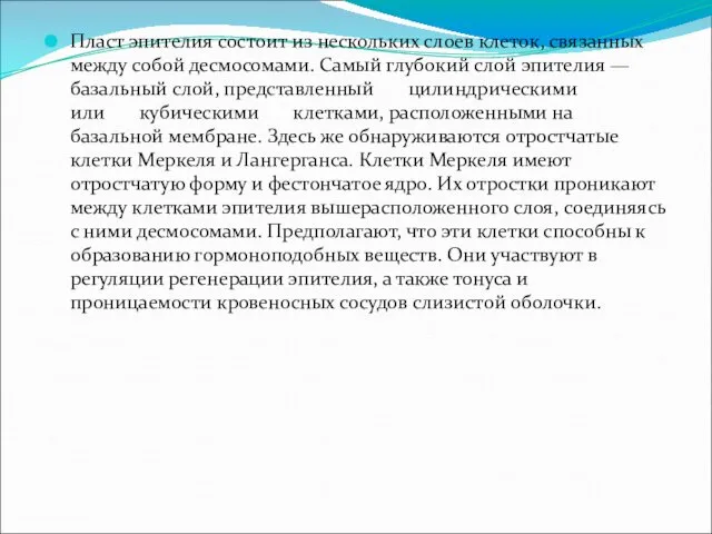 Пласт эпителия состоит из нескольких слоев клеток, связанных между собой