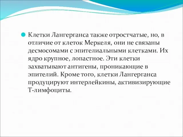 Клетки Лангерганса также отростчатые, но, в отличие от клеток Меркеля,