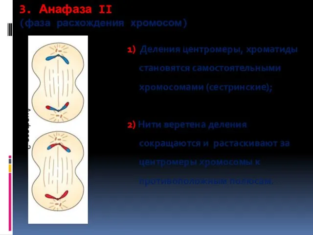 3. Анафаза II (фаза расхождения хромосом) 1) Деления центромеры, хроматиды становятся самостоятельными хромосомами