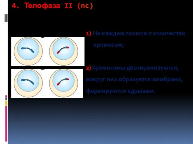 4. Телофаза II (nc) 1) На каждом полюсе n количество хромосом; 2)Хромосомы деспирализуются,