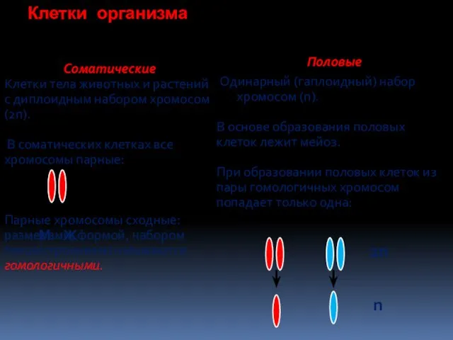 Клетки организма Соматические Клетки тела животных и растений с диплоидным набором хромосом (2n).