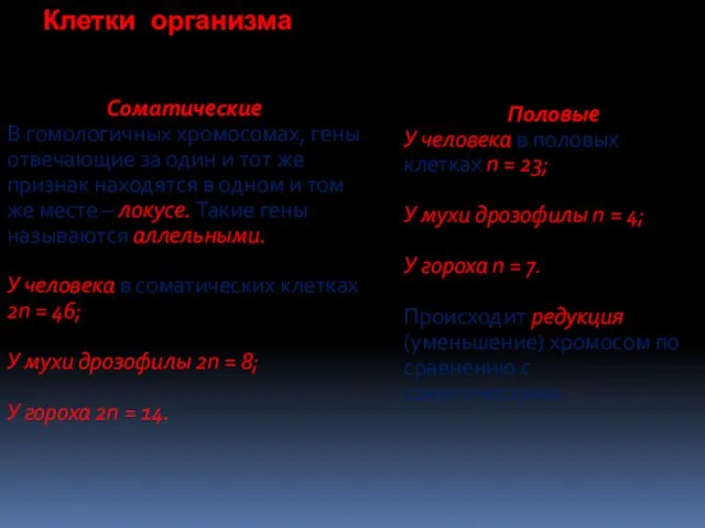 Клетки организма Соматические В гомологичных хромосомах, гены отвечающие за один и тот же