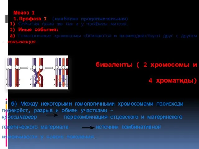 Мейоз I 1.Профаза I (наиболее продолжительная) 1) События такие же