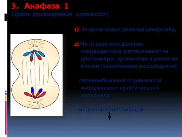 3. Анафаза I (фаза расхождения хромосом) 1) Не происходит деления центромер; 2) Нити