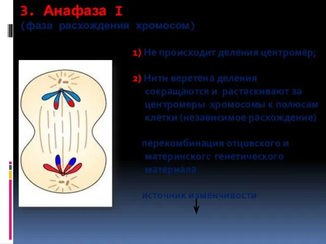 3. Анафаза I (фаза расхождения хромосом) 1) Не происходит деления