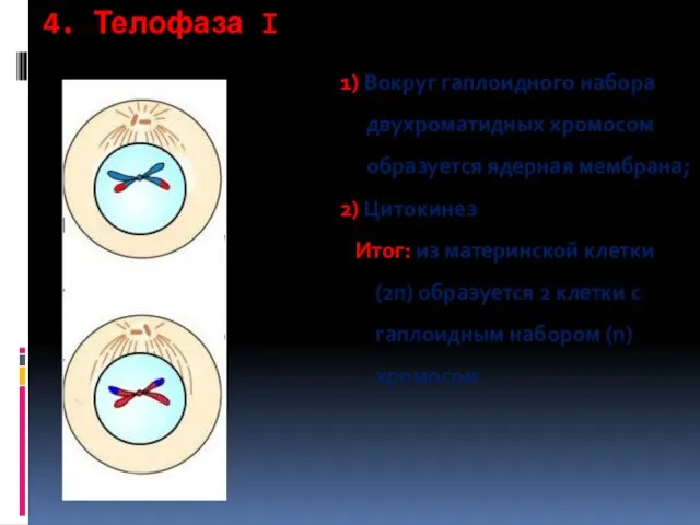 4. Телофаза I 1) Вокруг гаплоидного набора двухроматидных хромосом образуется ядерная мембрана; 2)