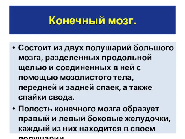 Конечный мозг. Состоит из двух полушарий большого мозга, разделенных продольной