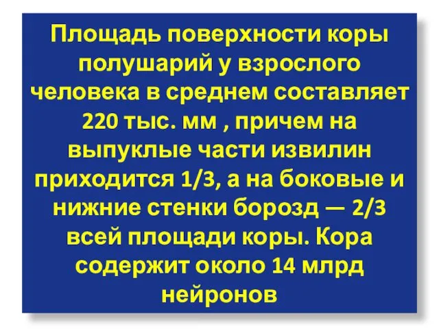 Площадь поверхности коры полушарий у взрослого человека в среднем составляет