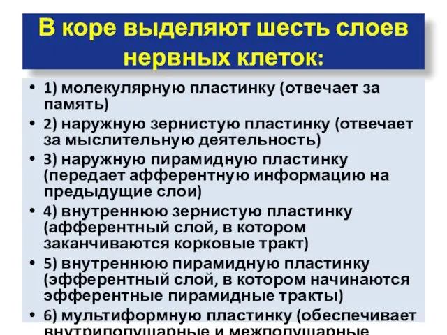 В коре выделяют шесть слоев нервных клеток: 1) молекулярную пластинку