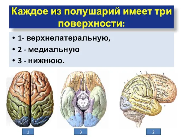 Каждое из полушарий имеет три поверхности: 1- верхнелатеральную, 2 -