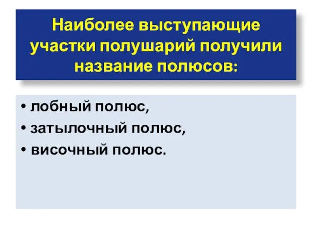 Наиболее выступающие участки полушарий получили название полюсов: лобный полюс, затылочный полюс, височный полюс.