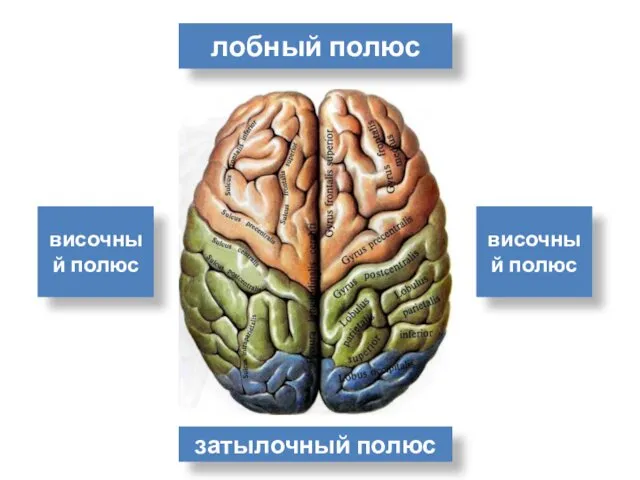 лобный полюс затылочный полюс височный полюс височный полюс