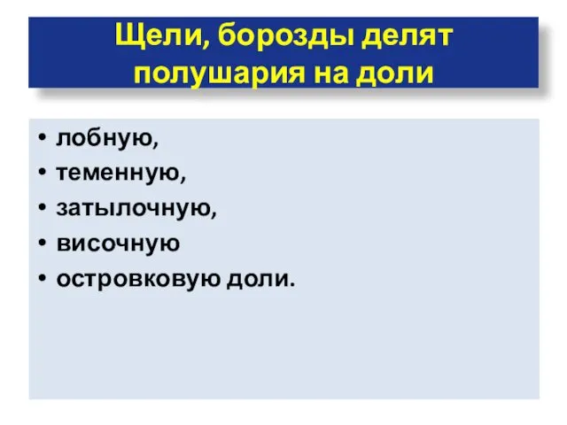 Щели, борозды делят полушария на доли лобную, теменную, затылочную, височную островковую доли.