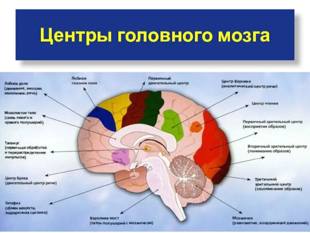 Центры головного мозга