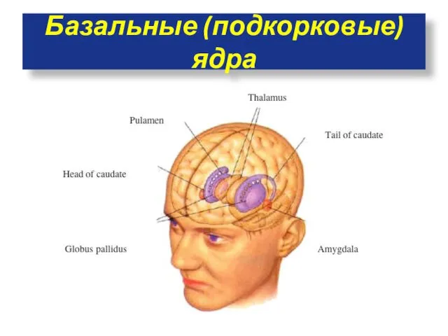 Базальные (подкорковые) ядра