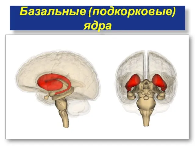 Базальные (подкорковые) ядра