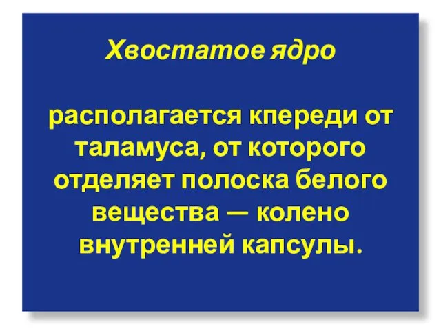 Хвостатое ядро располагается кпереди от таламуса, от которого отделяет полоска белого вещества — колено внутренней капсулы.