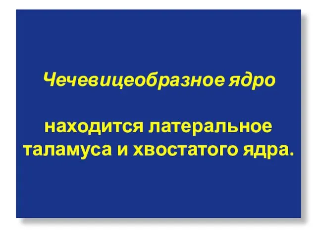 Чечевицеобразное ядро находится латеральное таламуса и хвостатого ядра.