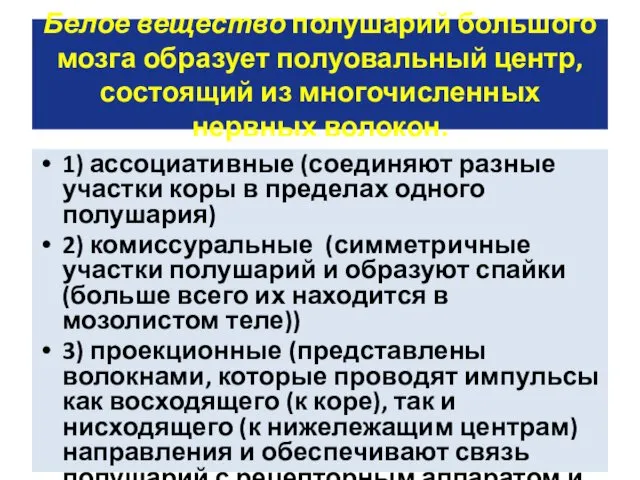 Белое вещество полушарий большого мозга образует полуовальный центр, состоящий из