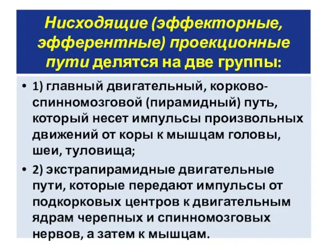 Нисходящие (эффекторные, эфферентные) проекционные пути делятся на две группы: 1)