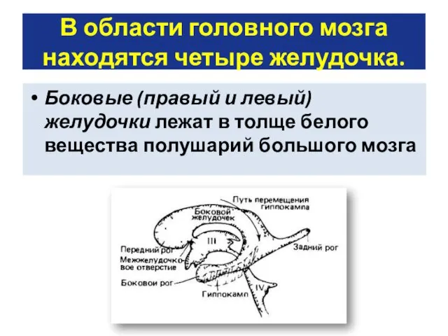 В области головного мозга находятся четыре желудочка. Боковые (правый и