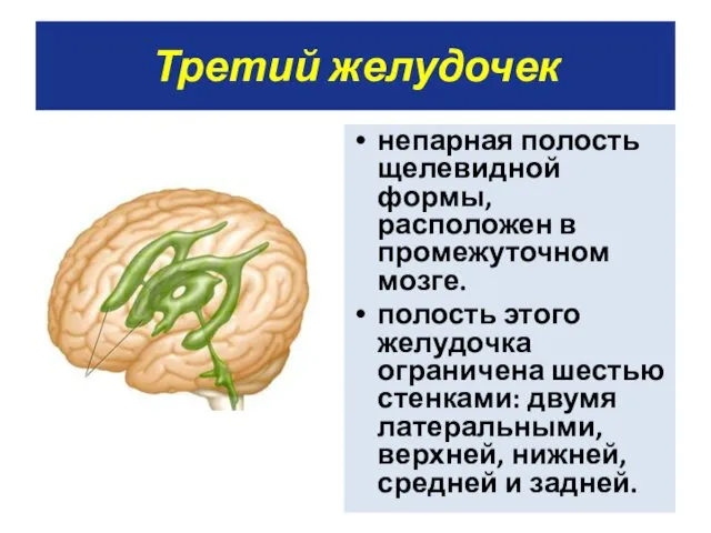 Третий желудочек непарная полость щелевидной формы, расположен в промежуточном мозге.