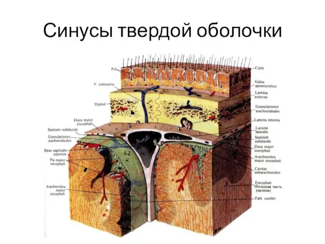 Синусы твердой оболочки