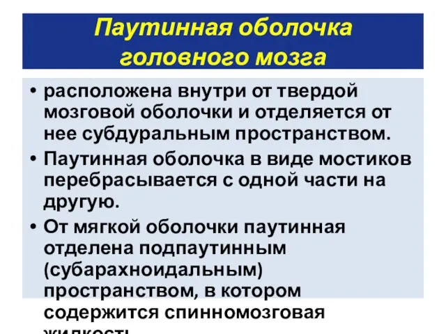 Паутинная оболочка головного мозга расположена внутри от твердой мозговой оболочки