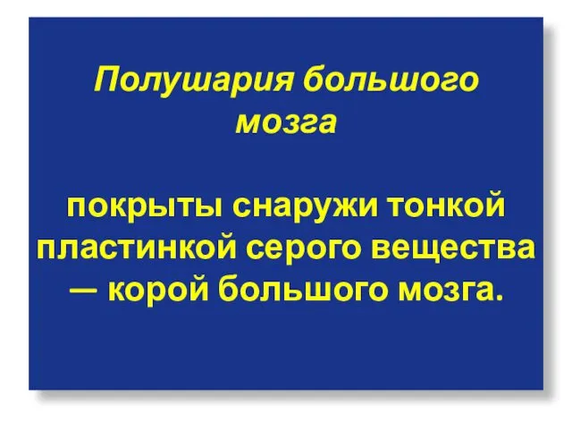 Полушария большого мозга покрыты снаружи тонкой пластинкой серого вещества — корой большого мозга.