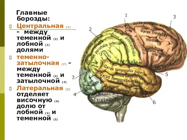 Главные борозды: Центральная (1) - между теменной (2) и лобной