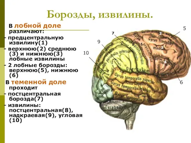 Борозды, извилины. В лобной доле различают: - предцентральную извилину(1) -