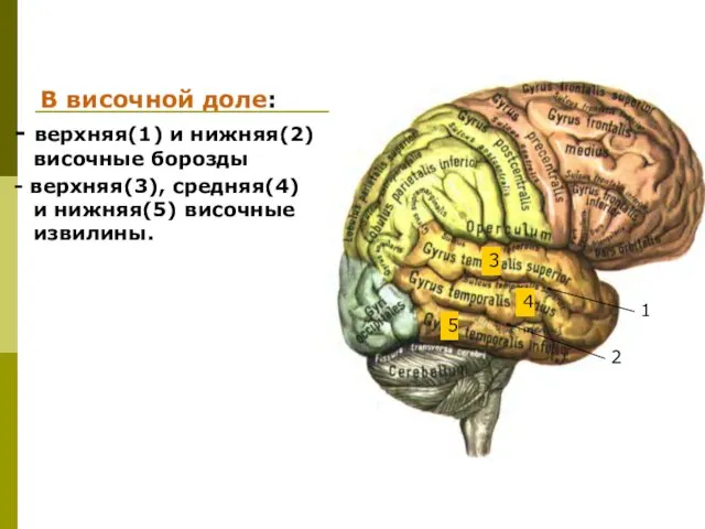 В височной доле: - верхняя(1) и нижняя(2) височные борозды -