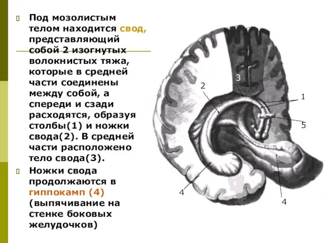 Под мозолистым телом находится свод, представляющий собой 2 изогнутых волокнистых