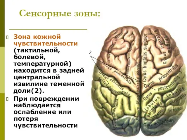 Сенсорные зоны: Зона кожной чувствительности (тактильной, болевой, температурной) находится в