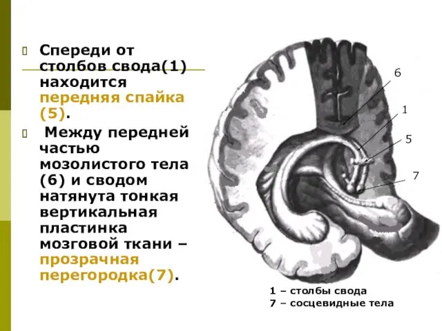 Спереди от столбов свода(1) находится передняя спайка(5). Между передней частью