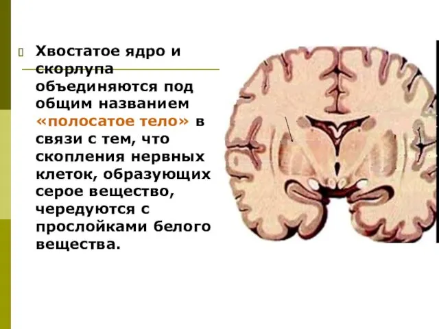 Хвостатое ядро и скорлупа объединяются под общим названием «полосатое тело»