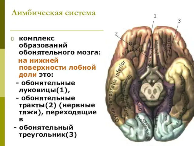 Лимбическая система комплекс образований обонятельного мозга: на нижней поверхности лобной