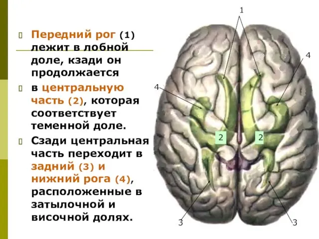 Передний рог (1) лежит в лобной доле, кзади он продолжается