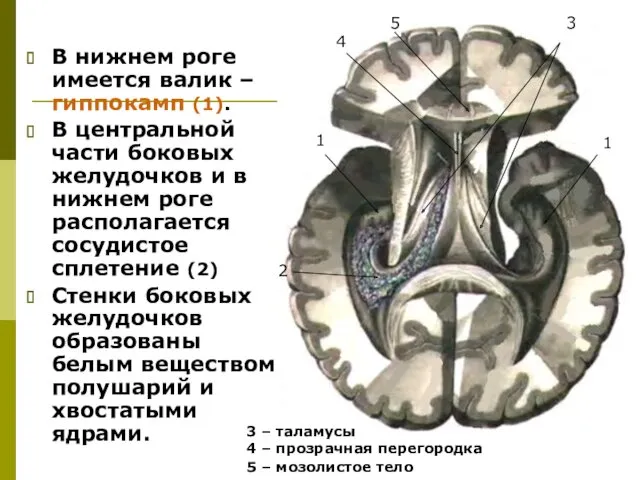 В нижнем роге имеется валик – гиппокамп (1). В центральной