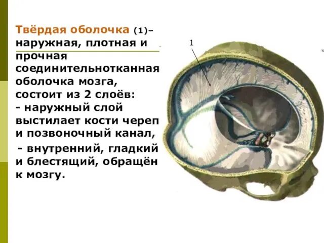 Твёрдая оболочка (1)– наружная, плотная и прочная соединительнотканная оболочка мозга,