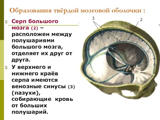 Образования твёрдой мозговой оболочки : Серп большого мозга (2) –расположен